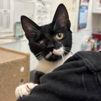 Kazoo -  Domestic Short Hair Cat for Adoption in Philadelphia, Pennsylvania - Kazoo | PetCurious
