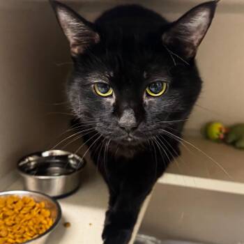 Midnight Snack -  Domestic Short Hair Cat for Adoption in Wheeling, Illinois - Midnight Snack | PetCurious