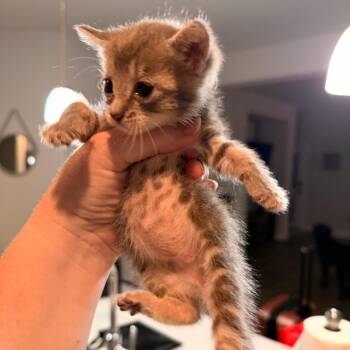 Liberty -  Domestic Short Hair Cat for Adoption in Lewisville, Texas - Liberty | PetCurious