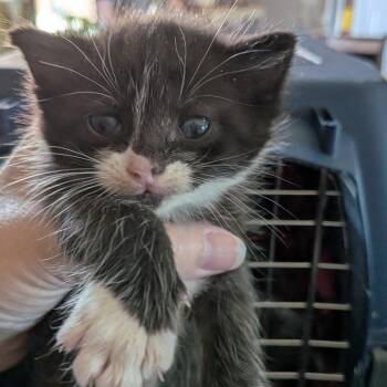 Fun Dip -  Domestic Short Hair Cat for Adoption in Lynchburg, Virginia - Fun Dip | PetCurious
