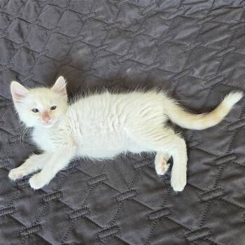Marshmallow -  Domestic Short Hair Cat for Adoption in Pleasant Hill, California - Marshmallow | PetCurious
