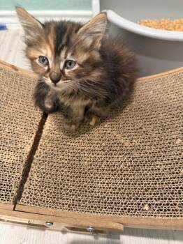 Maine Coon and Domestic Long Hair Cats Available for Adoption in New Braunfels, Texas - Washi | PetCurious