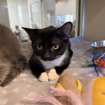 Tomato -  Domestic Short Hair Cat for Adoption in Gloucester, Virginia - Tomato | PetCurious