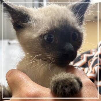 FWT Bunny -  Siamese and Domestic Medium Hair Cat for Adoption in Midland, Texas - FWT Bunny | PetCurious
