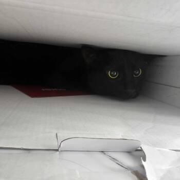 Rescue Domestic Short Hair Cats for Adoption in West Lawn, Pennsylvania - Giovanna | PetCurious