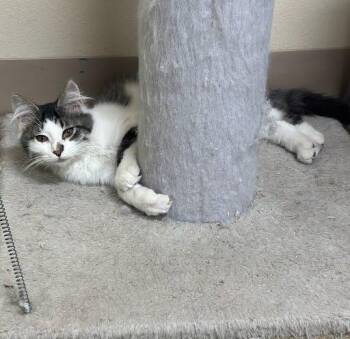 Chip -  Domestic Medium Hair Cat for Adoption in Marshall, Texas - Chip | PetCurious
