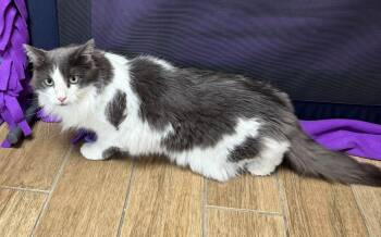 Prescilla Purrington -  Domestic Long Hair Cat for Adoption in Rowlett, Texas - Prescilla Purrington | PetCurious