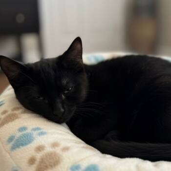 Rescue Domestic Short Hair Cats for Adoption in Pittsfield, Illinois - Sabastian | PetCurious