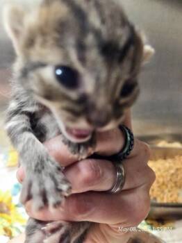Domestic Short Hair Cats Available for Adoption in Casper, Wyoming - JADE | PetCurious
