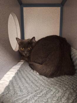 Binks -  Domestic Short Hair Cat for Adoption in Liverpool, New York - Binks | PetCurious