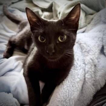 Domestic Short Hair Cats Available for Adoption in Fort Worth, Texas - Willow | PetCurious