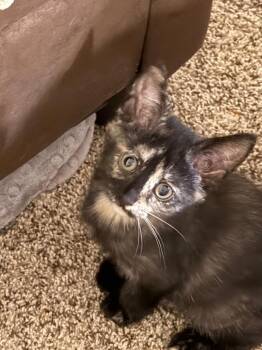 Domestic Short Hair Cats Available for Adoption - Poppy | PetCurious