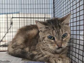 Domestic Short Hair Cats Available for Adoption in Fort Lauderdale, Florida - EDITH | PetCurious