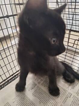Domestic Short Hair Cats Available for Adoption in Fort Lauderdale, Florida - A2476075 | PetCurious