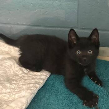 Brisket -  Domestic Medium Hair Cat Available for Adoption in East Hanover, New Jersey - Brisket | PetCurious