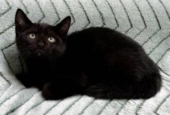Desi -  Domestic Short Hair Cat for Adoption in Gary, Indiana - Desi | PetCurious