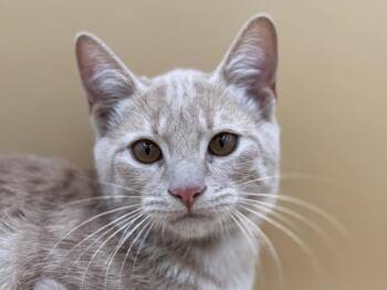 Sir -  Domestic Short Hair Cat for Adoption in Portland, Oregon - Sir | PetCurious
