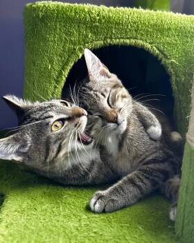 Rescue Domestic Short Hair Cats for Adoption in Ellenwood, Georgia - Chubz + Tarzan | PetCurious