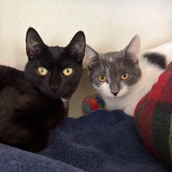 Logan & Briscoe -  Domestic Short Hair Cat for Adoption in Eatontown, New Jersey - Logan & Briscoe | PetCurious