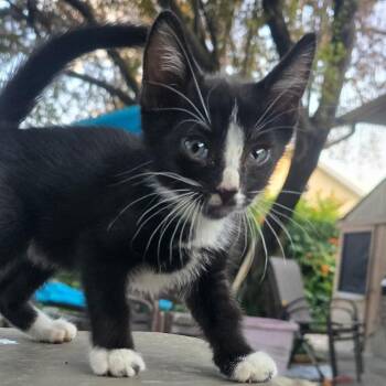 Creme -  Domestic Short Hair Cat for Adoption in Grantsville, Utah - Creme | PetCurious