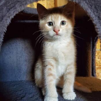 Linus Birchett -  Domestic Short Hair Cat for Adoption in Eagle Mountain, Utah - Linus Birchett | PetCurious