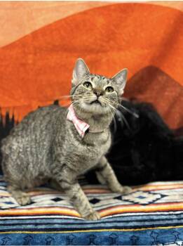 Naomi -  Domestic Short Hair Cat Available for Adoption in Effingham, Illinois - Naomi | PetCurious