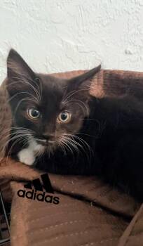 Rescue Domestic Medium Hair Cats for Adoption in Sunrise, Florida - Adidas | PetCurious