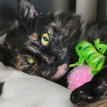 Domestic Long Hair Cats Available for Adoption - Jam | PetCurious