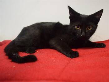 DAWSON -  Domestic Short Hair Cat for Adoption in Sacramento, California - DAWSON | PetCurious