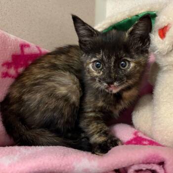 Domestic Short Hair Cats Available for Adoption in Rifle, Colorado - Bell (Purrrjury) | PetCurious