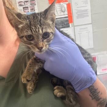 Chilli -  Domestic Short Hair Cat for Adoption in Clanton, Alabama - Chilli | PetCurious