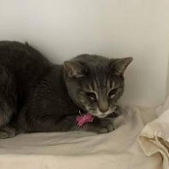 Little Bit -  Domestic Short Hair Cat for Adoption in Kennett Square, Pennsylvania - Little Bit | PetCurious