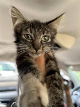 THRIFY -  Domestic Short Hair Cat for Adoption in San Antonio, Texas - THRIFY | PetCurious