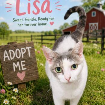 Lisa -  Domestic Short Hair Cat Available for Adoption in Boston, Massachusetts - Lisa | PetCurious