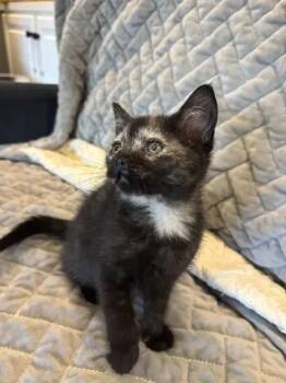 Chai -  Domestic Short Hair Cat for Adoption in Wyoming, Michigan - Chai | PetCurious