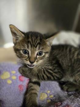 Brody -  Domestic Short Hair Cat for Adoption in Kennewick, Washington - Brody | PetCurious