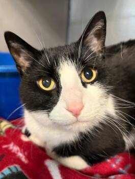 Domestic Short Hair Cats Available for Adoption - Bucky | PetCurious