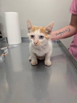 Ace -  Domestic Short Hair Cat for Adoption in Springfield, Tennessee - Ace | PetCurious