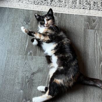 Rescue Domestic Short Hair Cats for Adoption in Salisbury, Massachusetts - Tricks | PetCurious