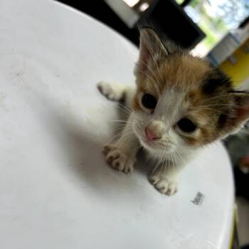 American Shorthair Cats Available for Adoption in Lufkin, Texas - Strudel | PetCurious