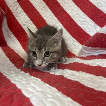 Artimis -  Domestic Short Hair Cat for Adoption in Columbus, North Carolina - Artimis | PetCurious