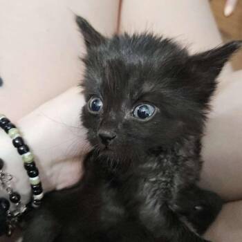 Domestic Short Hair Cats Available for Adoption in Marshall, Texas - Dahlia | PetCurious