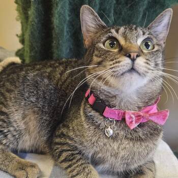 Russia -  Domestic Short Hair Cat for Adoption in Villa Park, California - Russia | PetCurious