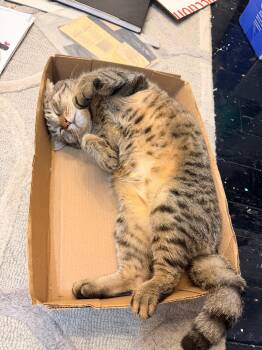 SKY -  Domestic Short Hair and Tabby Cat for Adoption in New York, New York - SKY | PetCurious
