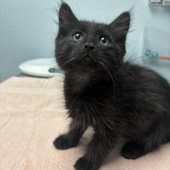 Robin -  Domestic Long Hair Cat for Adoption in Riverside, California - Robin | PetCurious