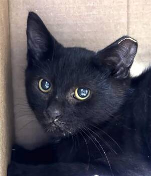 TITUS -  Domestic Short Hair Cat for Adoption in Dedham, Massachusetts - TITUS | PetCurious
