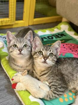 Rescue Domestic Short Hair Cats for Adoption in Vallejo, California - Chaos | PetCurious