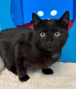 Domestic Short Hair Cats Available for Adoption in Leesburg, Virginia - ARPLES | PetCurious