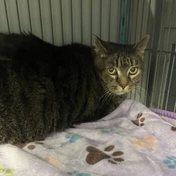 Sephora Stone -  Domestic Short Hair Cat for Adoption in St. Louis, Missouri - Sephora Stone | PetCurious