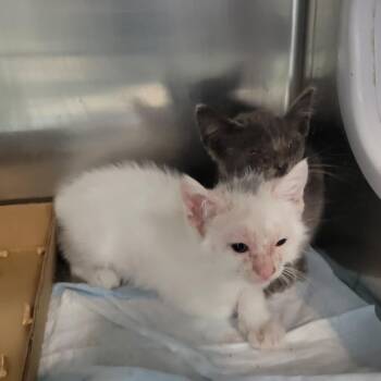 Sonic the Hedgehog 2 -  Domestic Short Hair and Manx Cat for Adoption in Westminster, California - Sonic The Hedgehog 2 | PetCurious